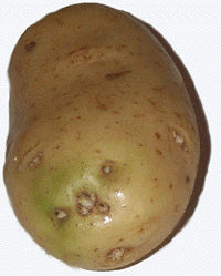 Are Pototes With Green Skins Safe to Eat?